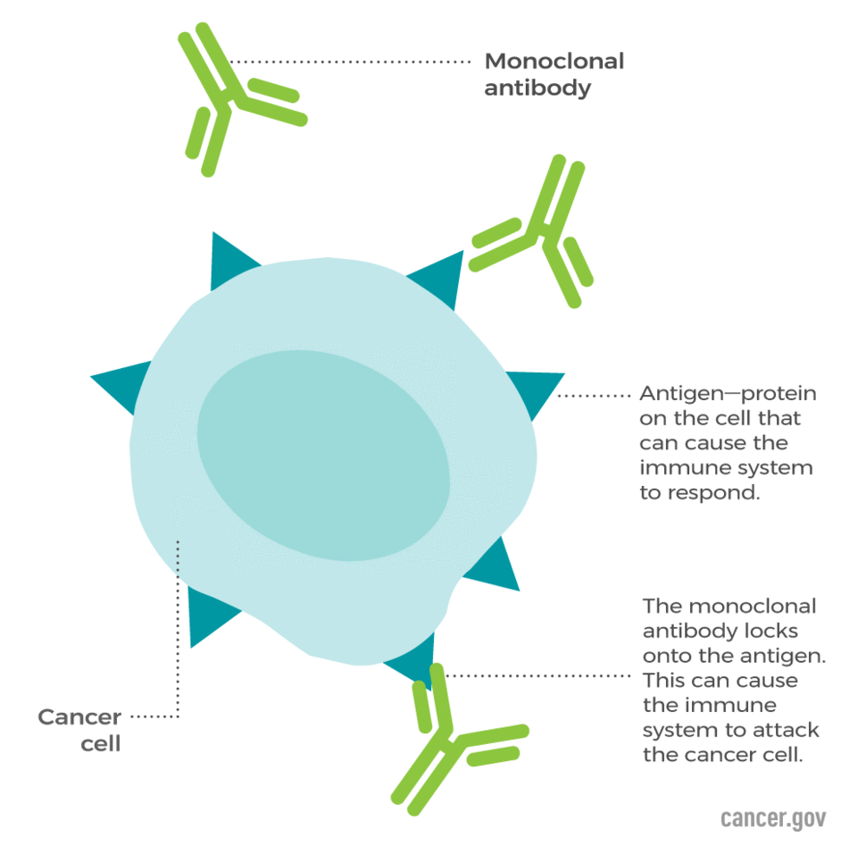 Monoclonal-antibodies-illustration.gif